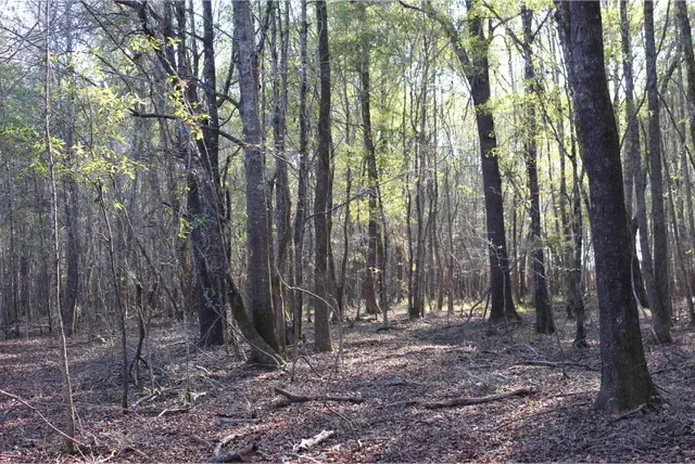 View of the Monroe County Recreational Trail